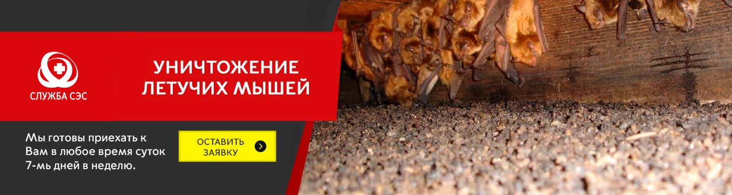 Уничтожение летучих мышей в Внуково